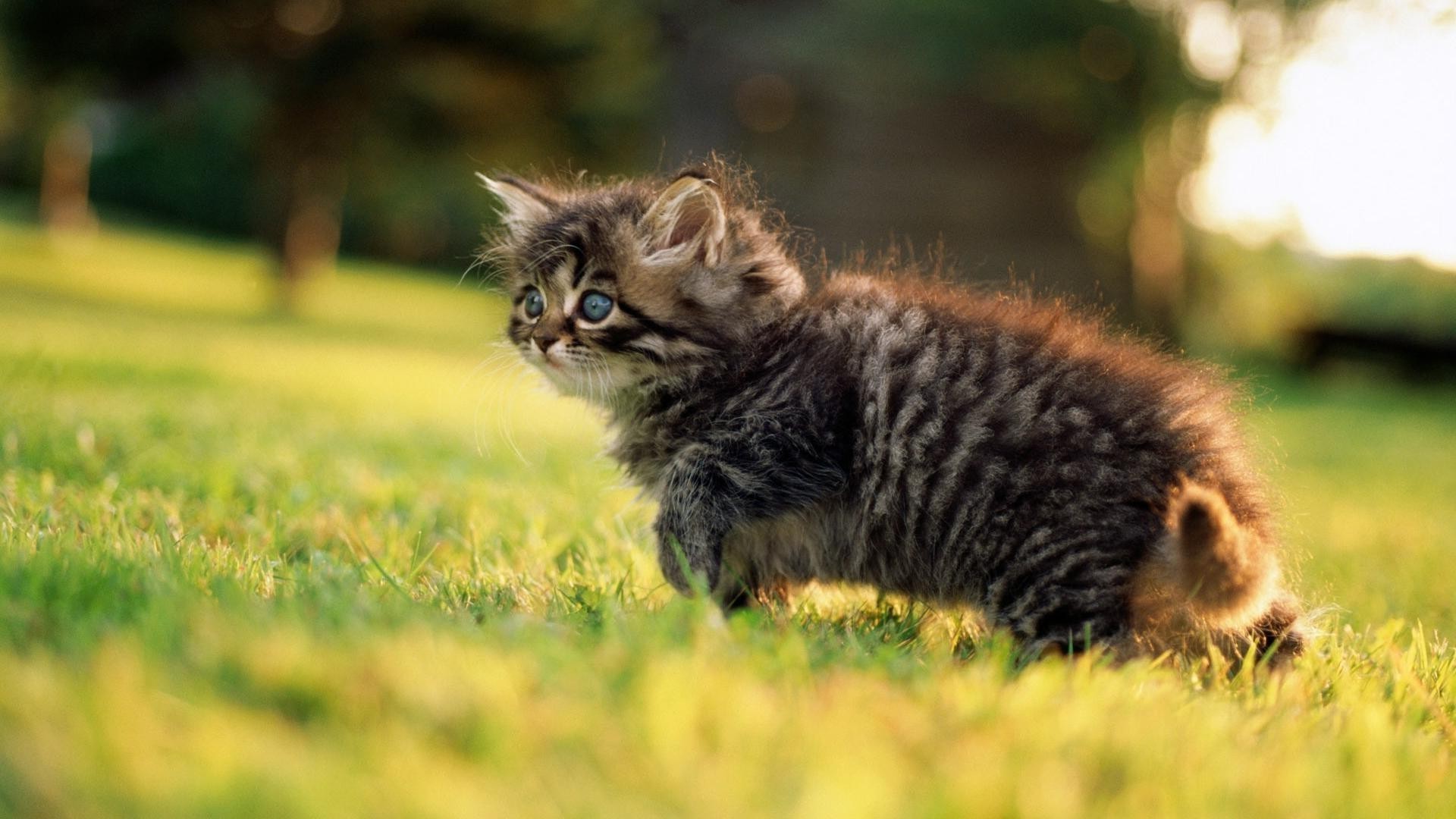 cats cat mammal animal cute grass nature portrait fur pet kitten little baby young eye outdoors wildlife