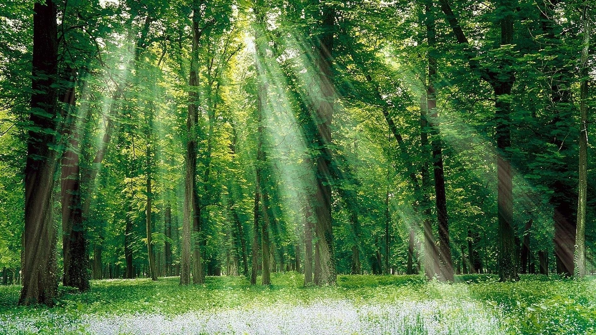 foresta legno foglia natura paesaggio albero parco nebbia autunno bel tempo alba nebbia scenic ambiente lussureggiante stagione guida selvaggio scenario tronco campeggio