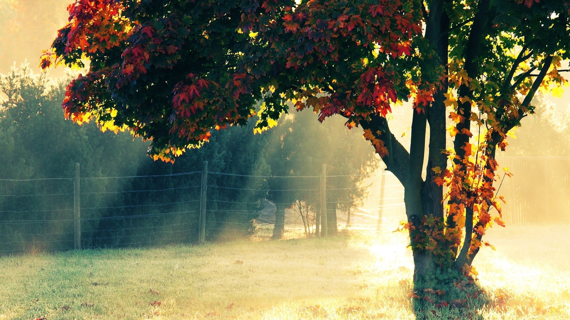 sonnenuntergang und dämmerung herbst blatt baum nebel nebel landschaft natur holz im freien park zweig dämmerung jahreszeit gutes wetter landschaft sonne üppig hell ahorn