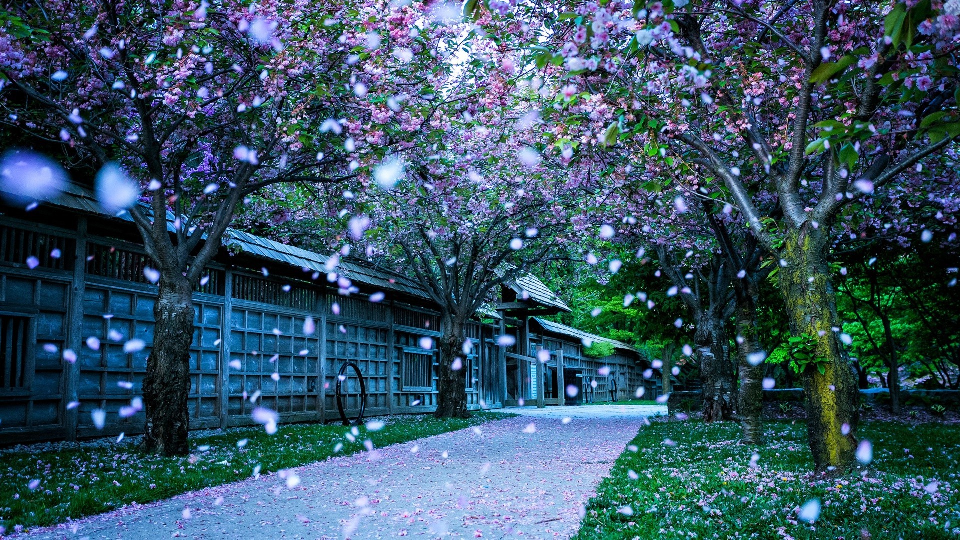 parklar çiçek bahçe ağaç park manzara sezon flora doğa yaprak şube açık havada renk ahşap