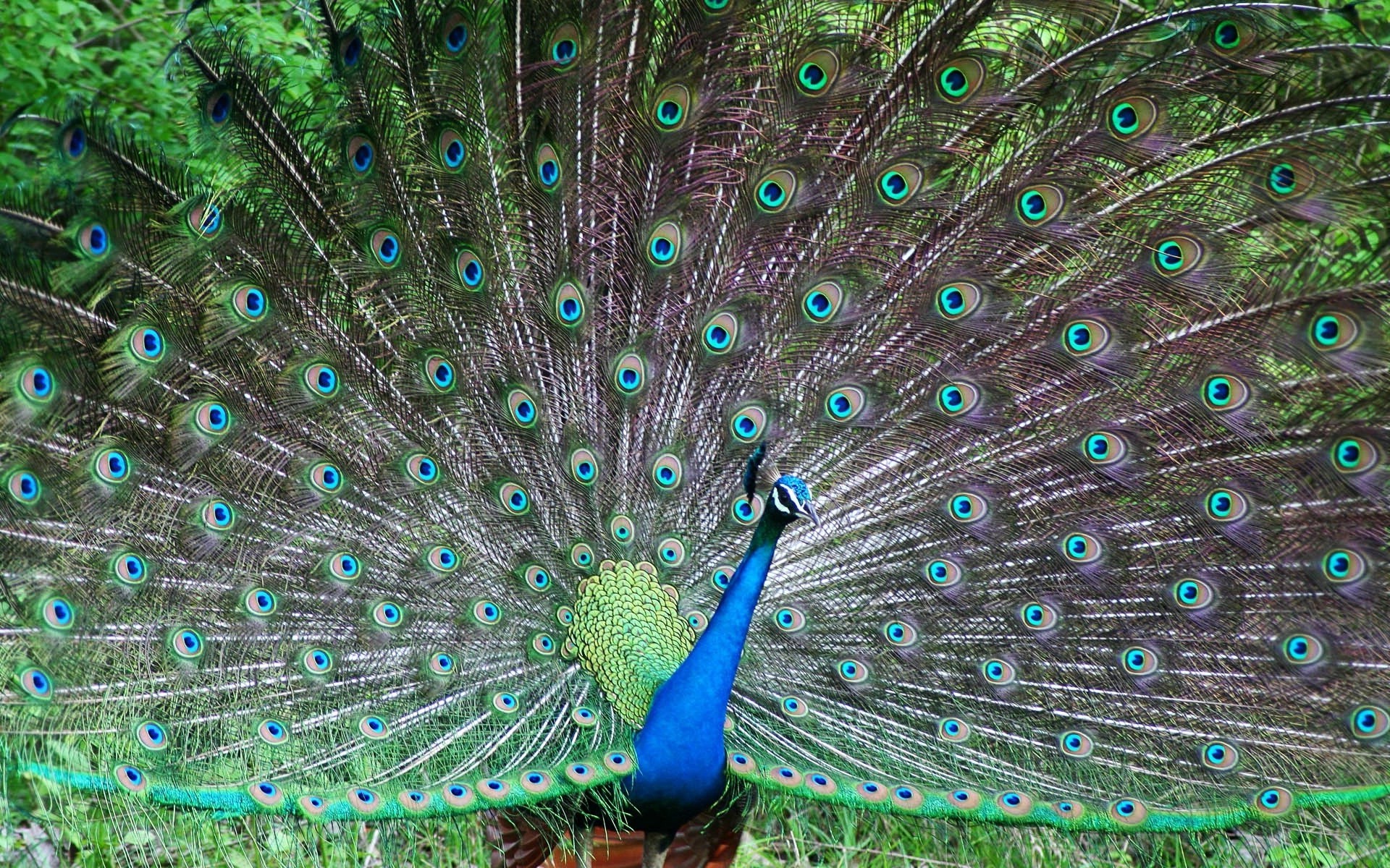 animals peacock bird feather peafowl ritual pattern exhibition dancing vibrant tail bright cockerel nature turquoise desktop texture neck color poultry pride