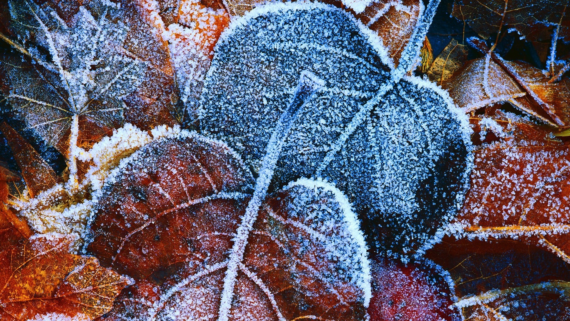 blätter desktop muster natur weihnachten farbe dekoration textur winter schließen abstrakt baum saison