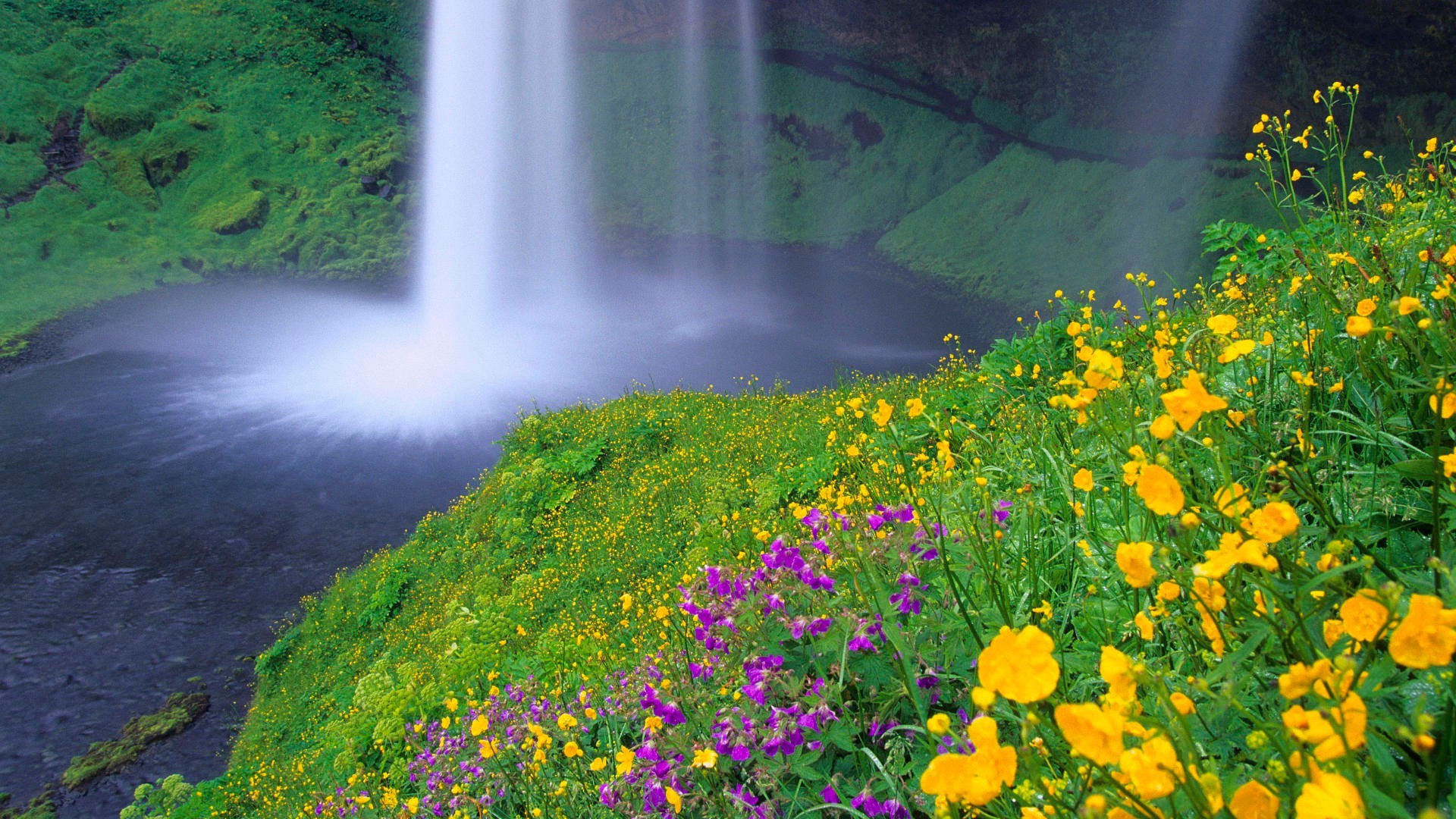 waterfalls nature landscape summer outdoors flower wood grass water leaf environment flora wild hayfield bright