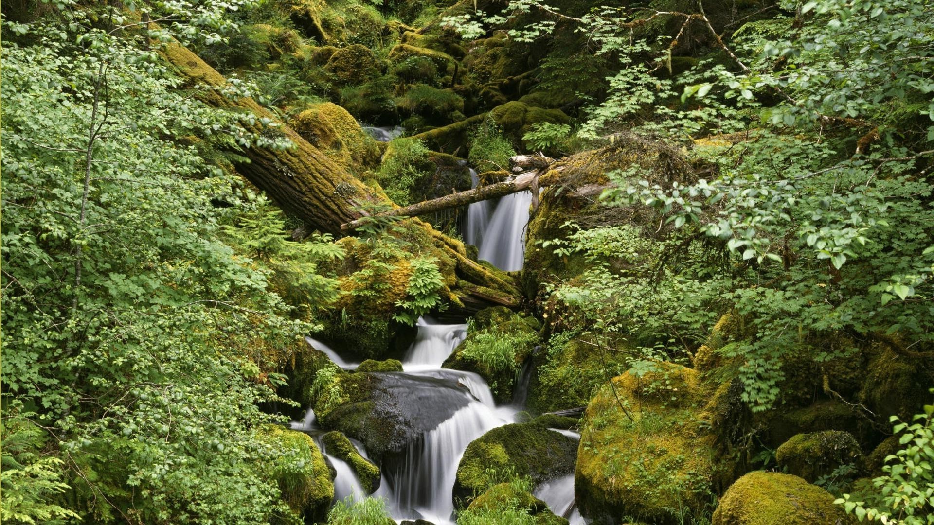 waterfalls water stream nature wood waterfall moss river leaf rock tree stone landscape outdoors lush creek flow fall cascade wild