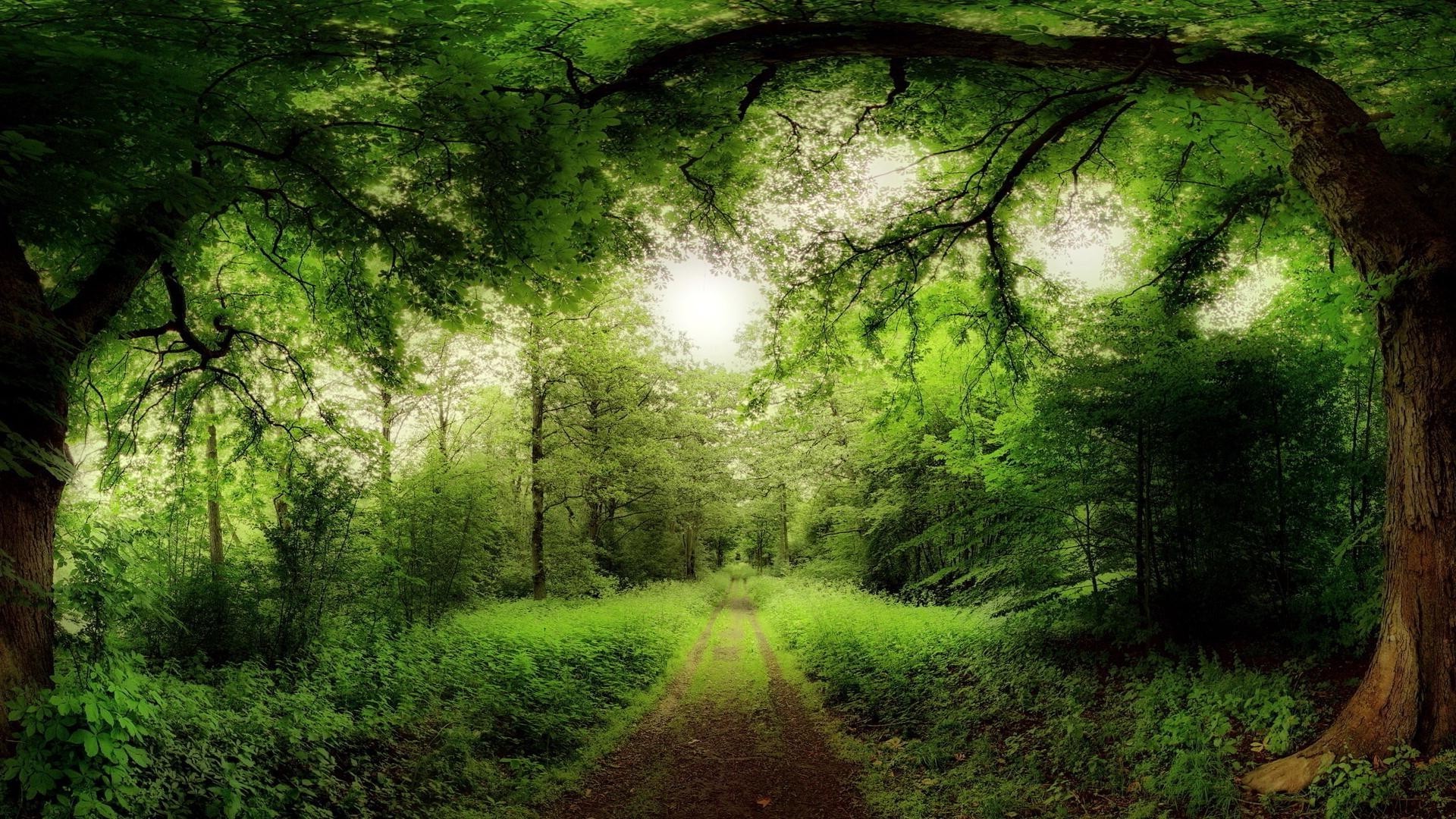 wald holz landschaft baum blatt natur park licht umwelt herbst üppig gras dämmerung nebel gutes wetter