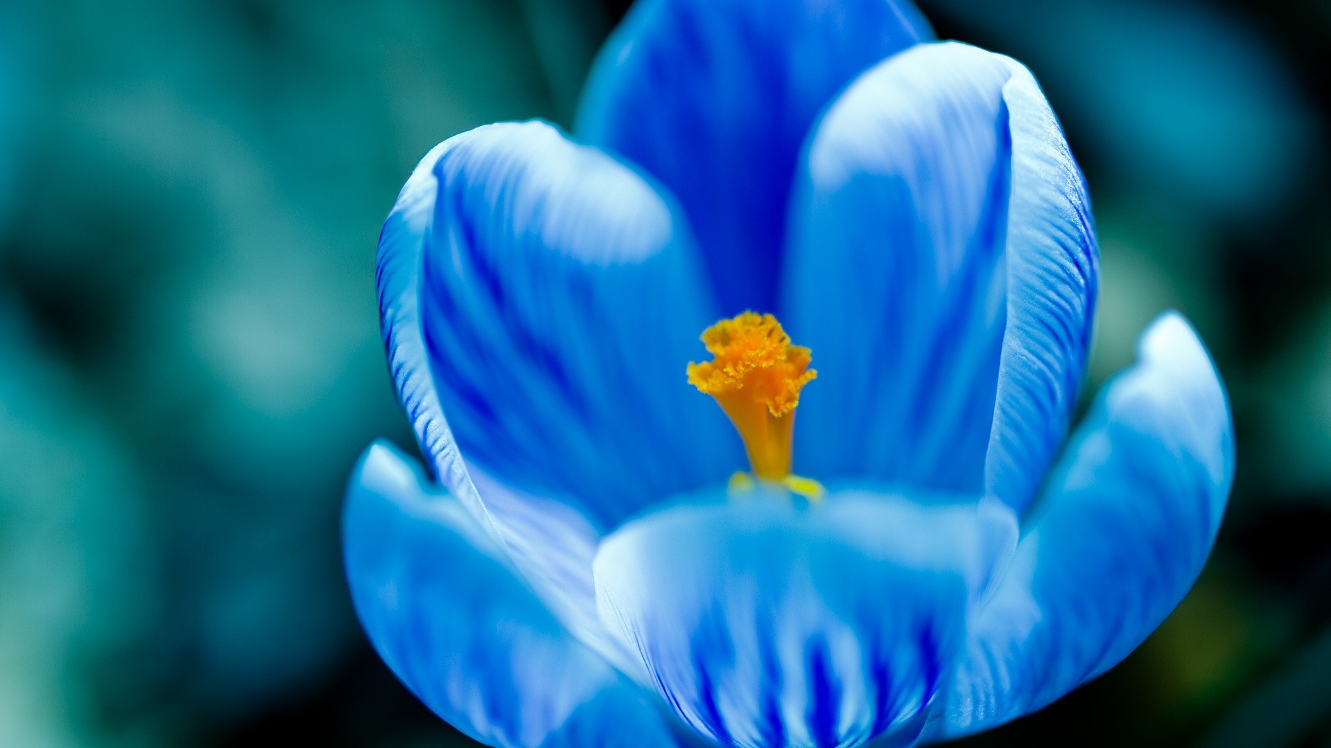 nahaufnahme unschärfe blume natur farbe biologie