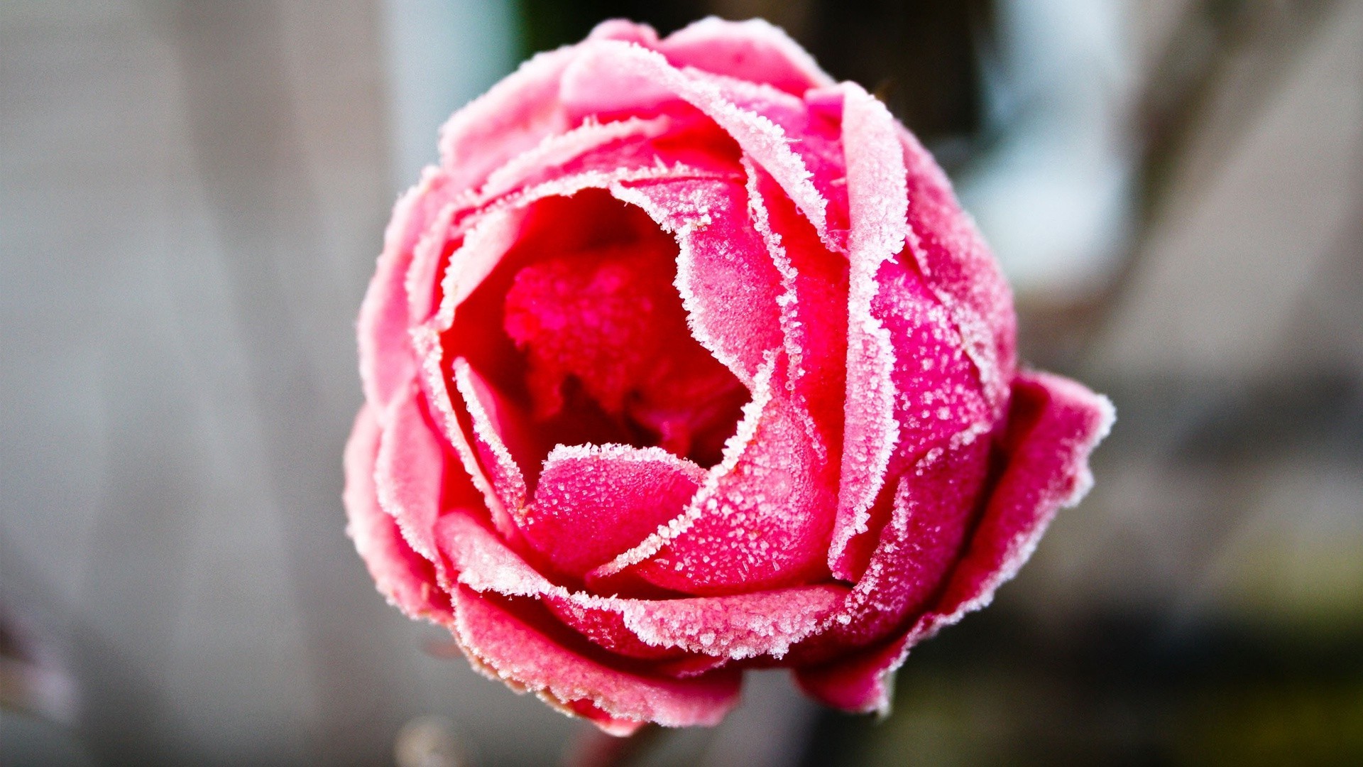 rosas flor amor naturaleza boda romance hoja pétalo flora verano romántico jardín rocío