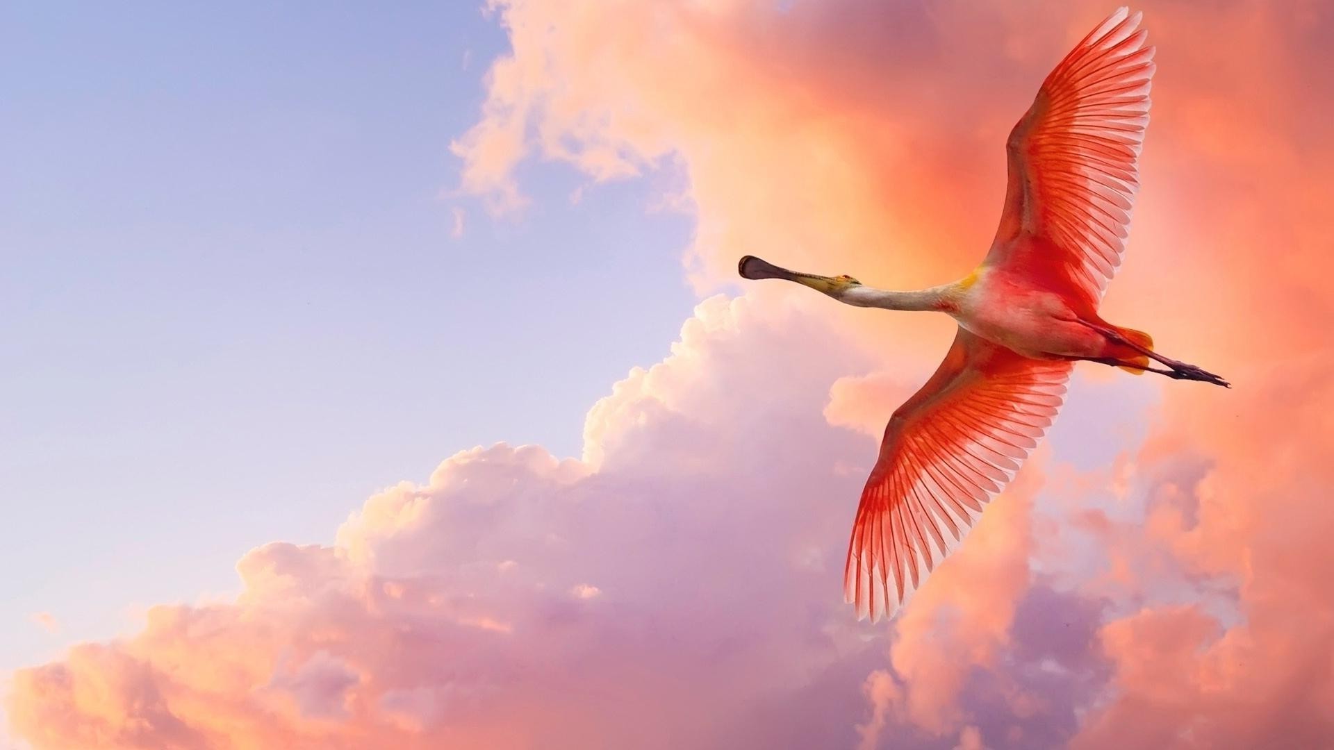 animales pájaro cielo al aire libre vuelo luz del día