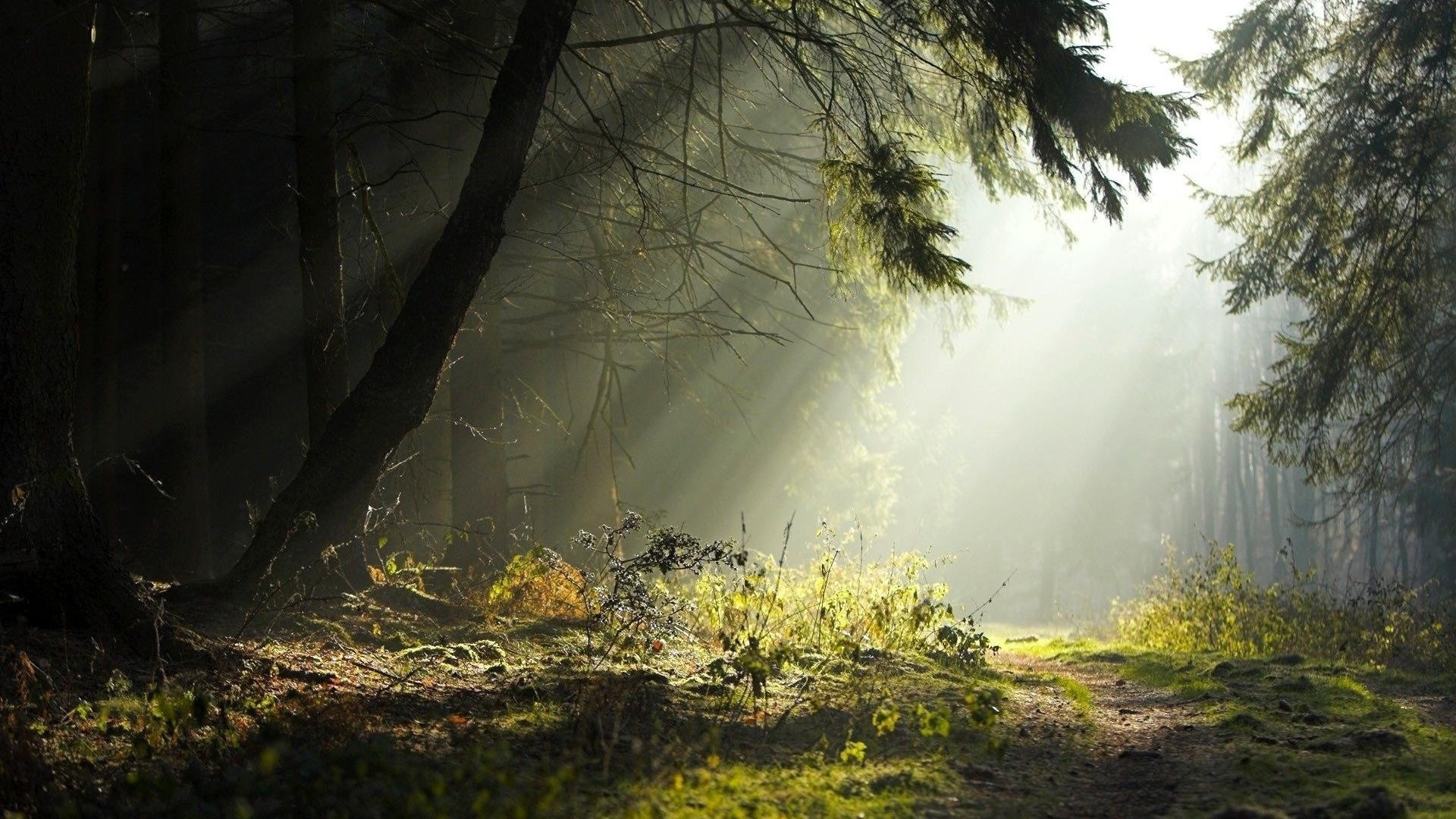 floresta madeira árvore paisagem névoa névoa natureza outono amanhecer parque ao ar livre folha ambiente luz água bom tempo cênica