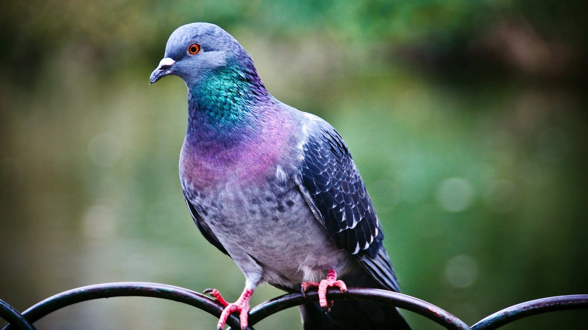 animaux oiseau la nature la faune pigeon animal plume bec sauvage à l extérieur avian aile couleur