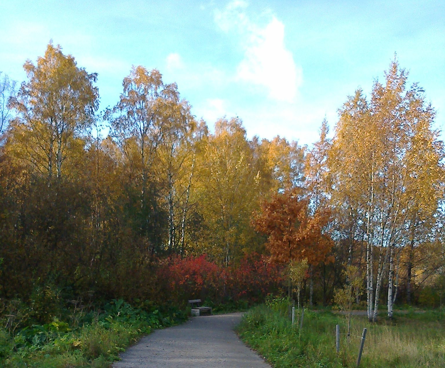 herbst herbst holz landschaft holz blatt straße natur park dämmerung nebel guide nebel im freien gutes wetter landschaft ländliche landschaftlich saison umwelt