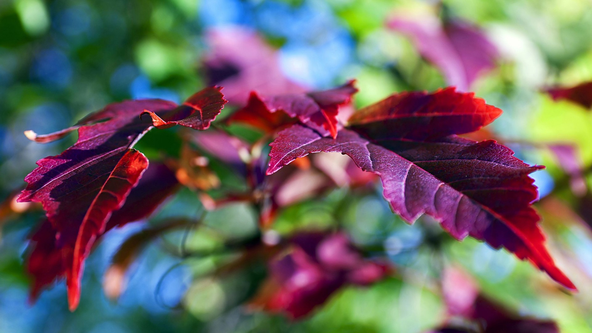 liście liść natura jesień flora ogród kolor na zewnątrz jasne drzewo sezon piękny kwiat lato zbliżenie pulpit wzrost światła