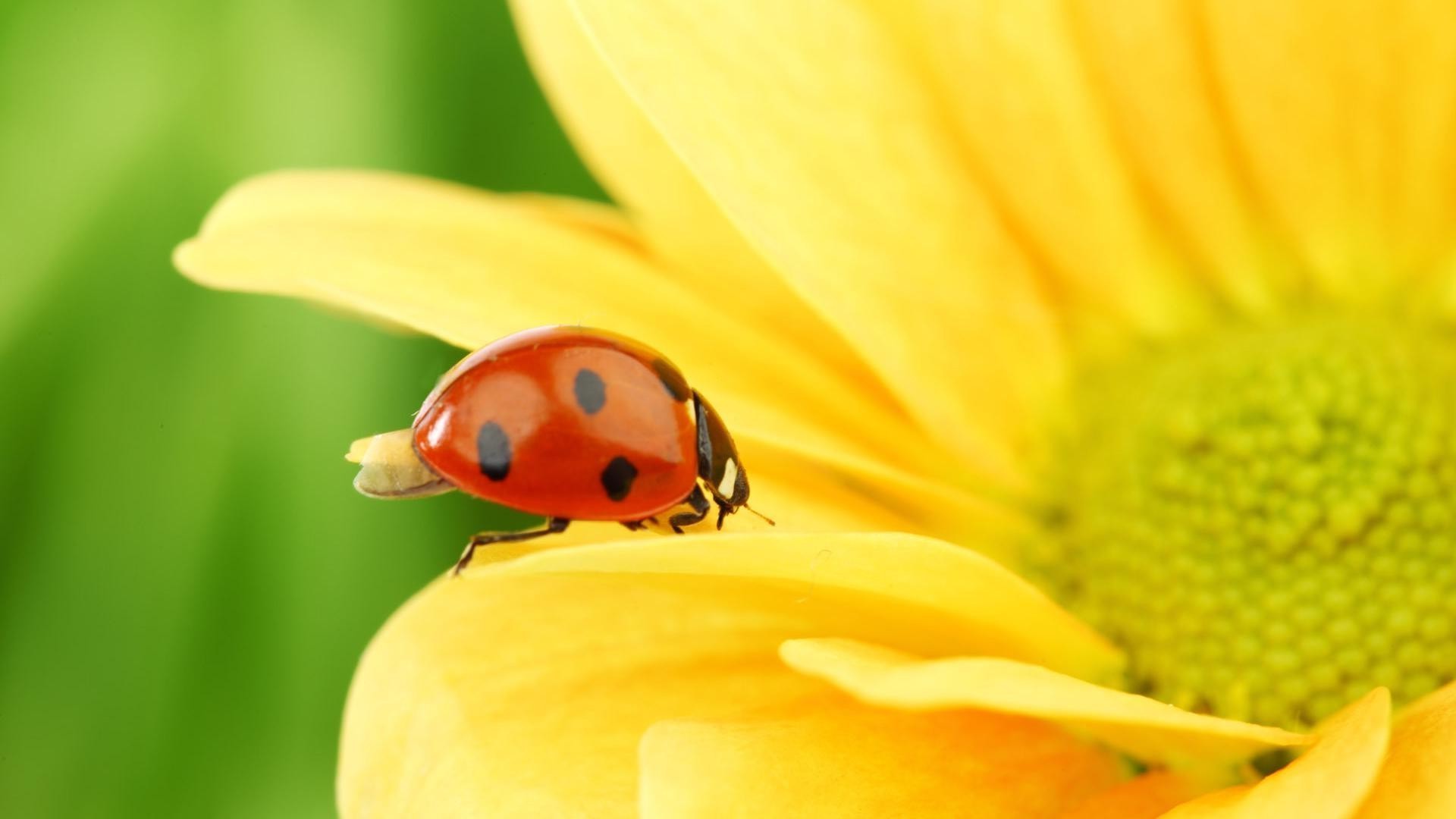 insects ladybug beetle insect nature summer flora biology bright outdoors garden fair weather tiny grass color flower leaf zoology growth little