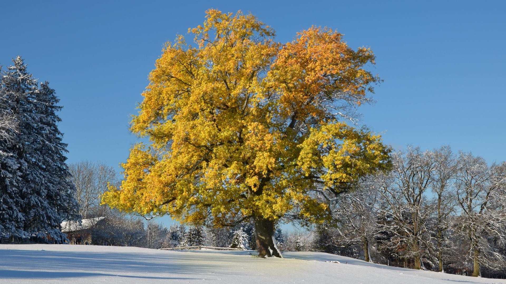 árboles árbol paisaje madera temporada escénico carretera invierno nieve parque rama otoño al aire libre tiempo guía escena naturaleza luz del día hoja buen tiempo