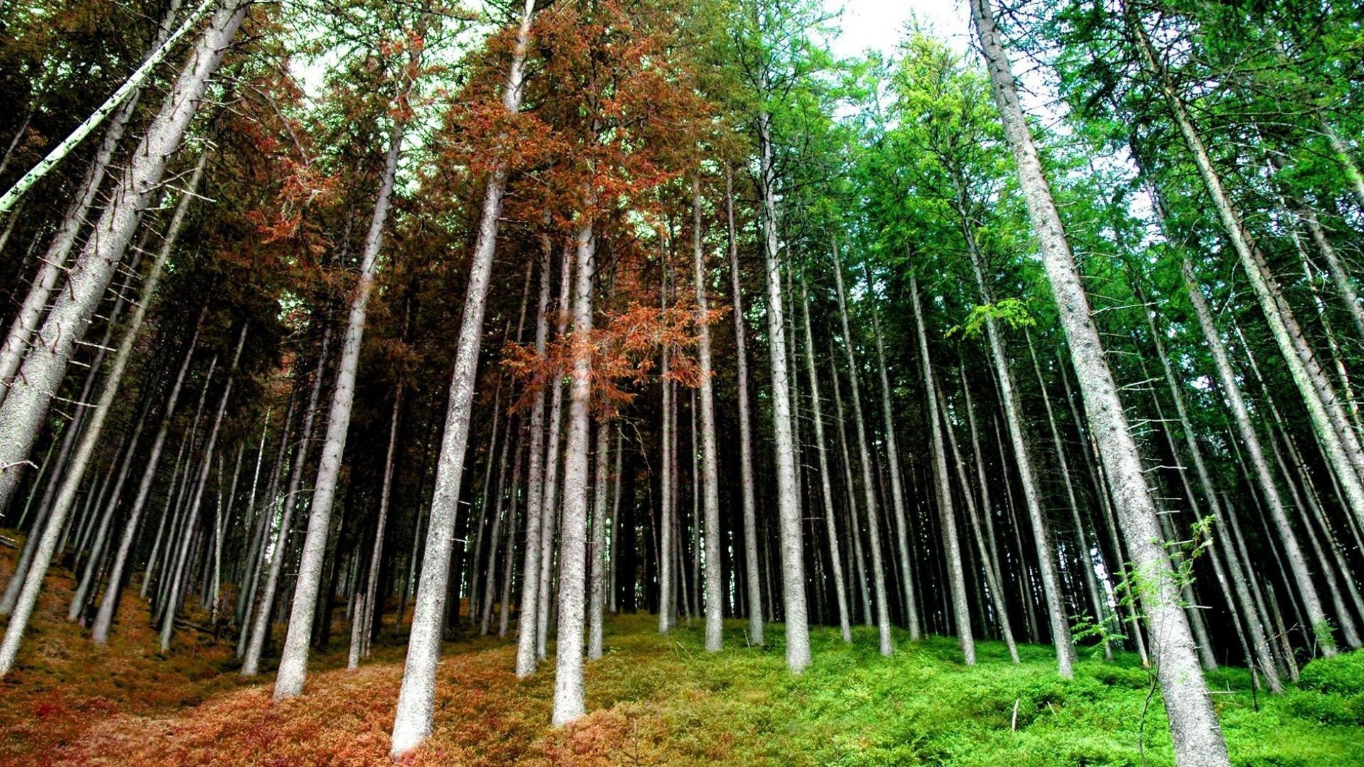 paisaje madera árbol naturaleza hoja paisaje medio ambiente parque otoño buen tiempo flora al aire libre exuberante temporada rama amanecer tronco escénico paisaje salvaje