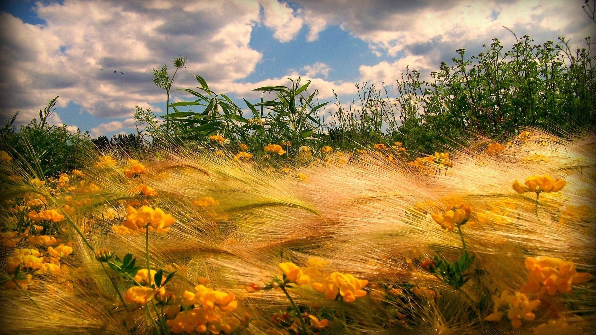 осінь природа осінь пейзаж захід лист на відкритому повітрі сонце гарну погоду світанок небо дерево сільських сільській місцевості золото літо трава ввечері деревини поле