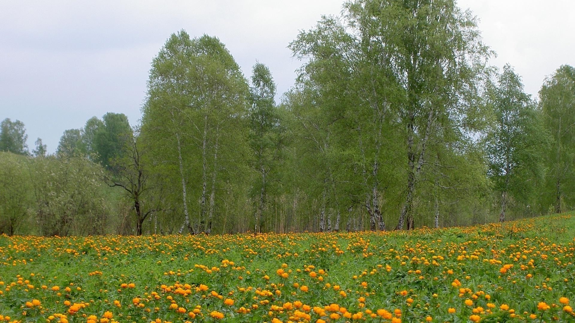 champs prairies et vallées nature paysage fleur herbe à l extérieur été rural arbre foin feuille flore campagne beau temps croissance champ idylle environnement poppy lumineux