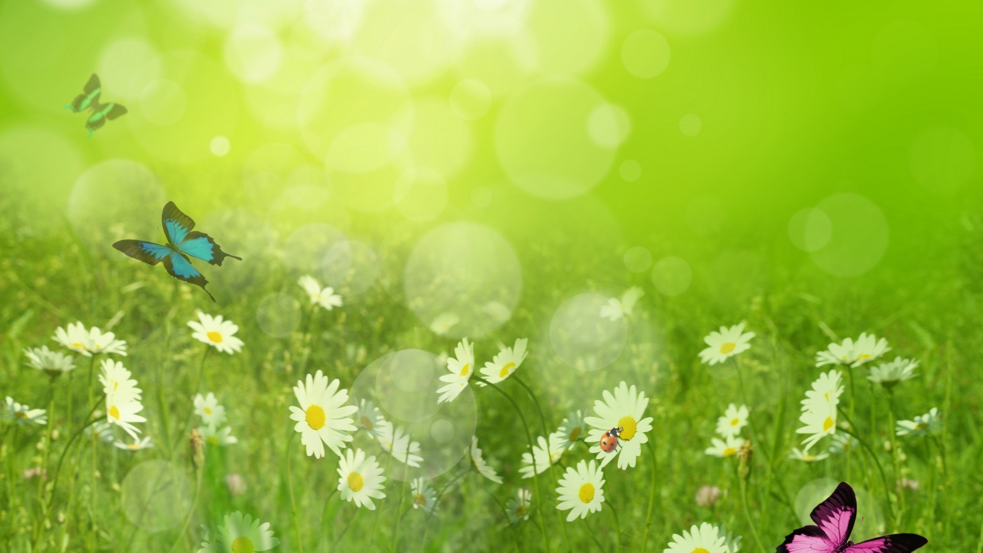 chamomile flower nature summer flora desktop grass hayfield bright color garden beautiful close-up field season leaf environment growth floral