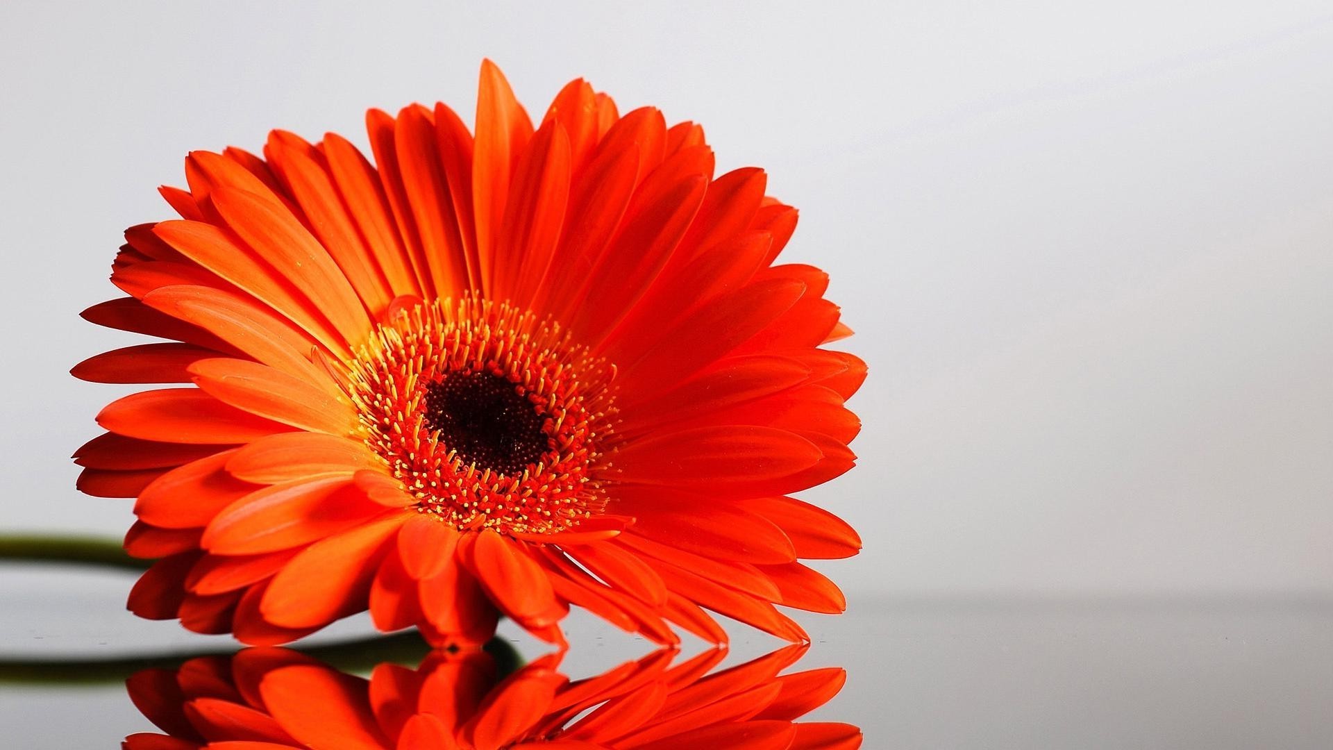 flowers flower nature color flora beautiful bright summer petal close-up floral