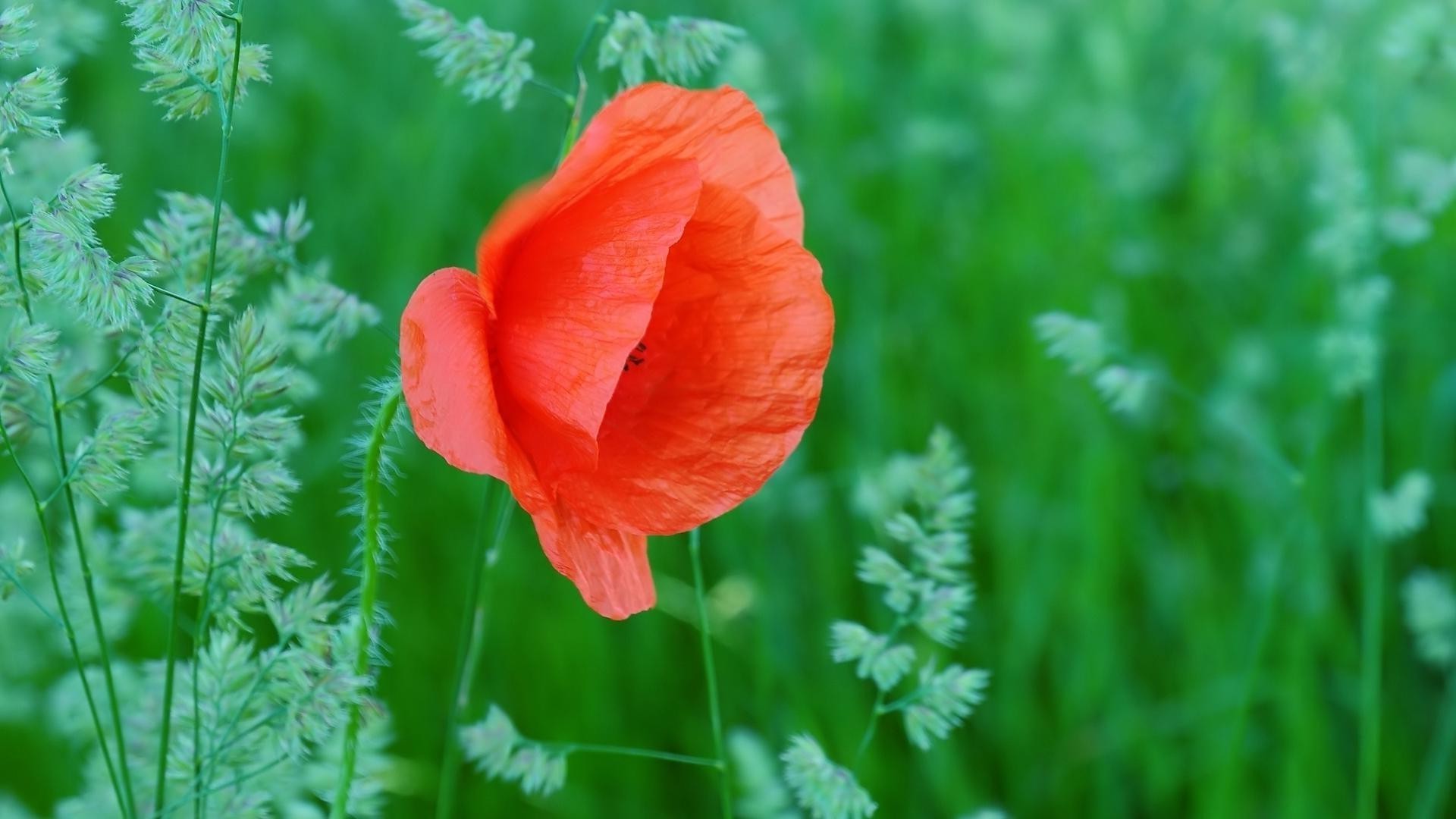 fleurs nature fleur été flore feuille croissance poppy champ lumineux jardin herbe foin à l extérieur floral sauvage couleur saison beau temps