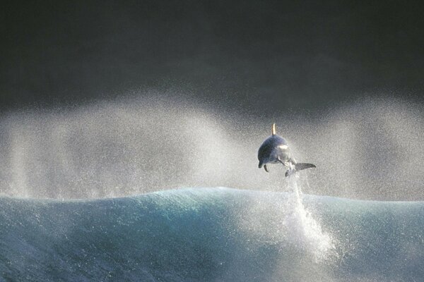 Delphin springt mit Spritzwasser aus dem Wasser