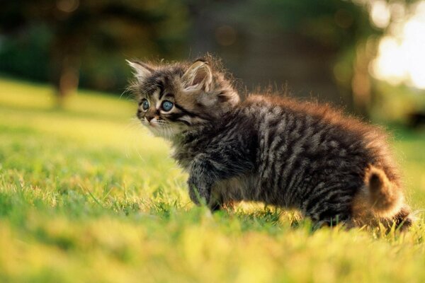 Piccolo gattino sull erba verde