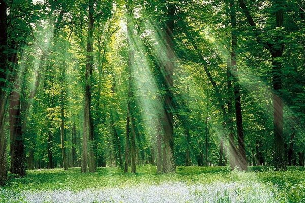 Sonnenstrahlen durch die Kronen von grünen Bäumen