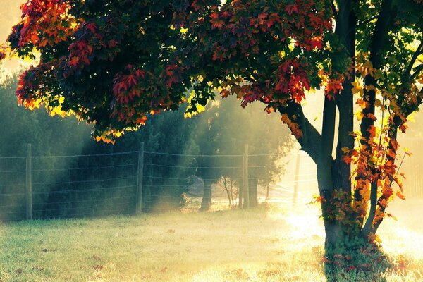 Herbstbaum hinter einem Drahtzaun