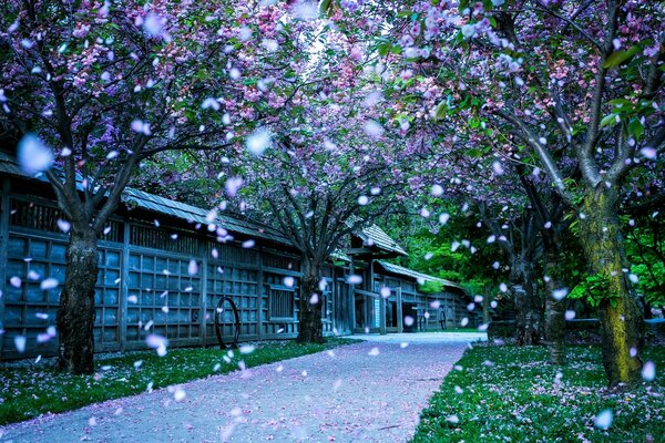 Blühende Bäume im Japan Park