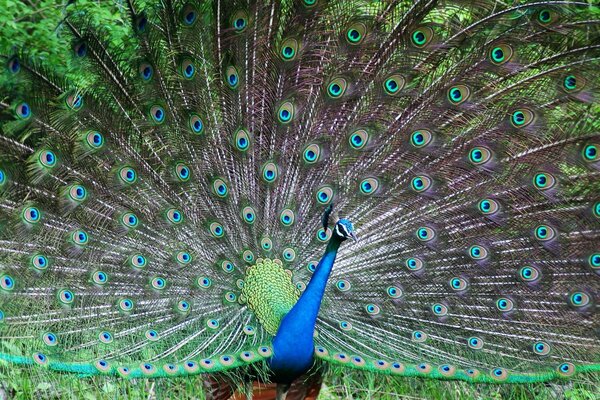 Foto brilhante da cauda aberta do pavão