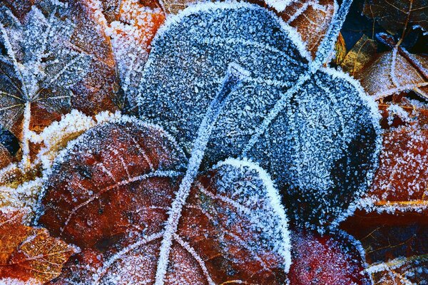 Frozen leaves in the snow