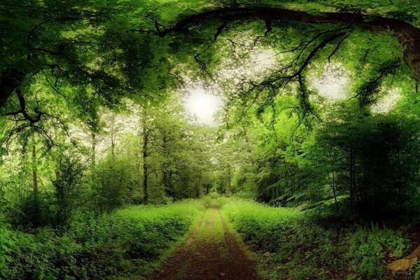 Uma misteriosa paisagem florestal com um caminho