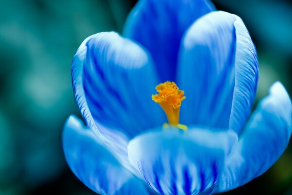 Blue flower close-up