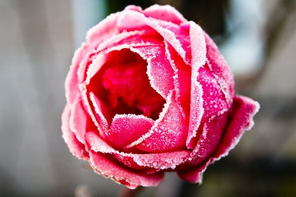 Foto di una rosa rossa In brina