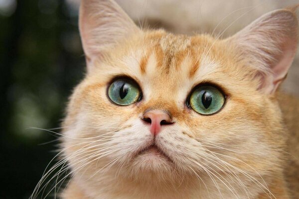 Très beau chat avec des yeux verts