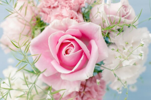 Rose tendre dans un bouquet pour une fille