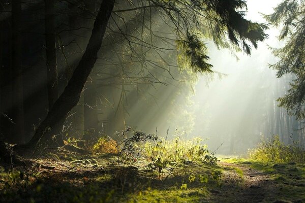 Sonnenlicht dringt in das Walddickicht ein