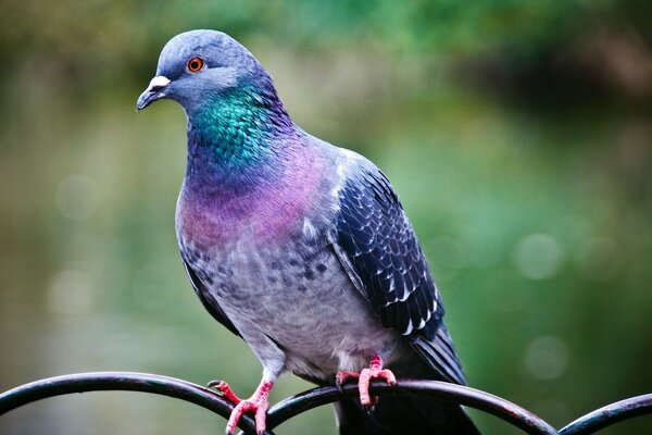 Pombo sentado em uma cerca de metal