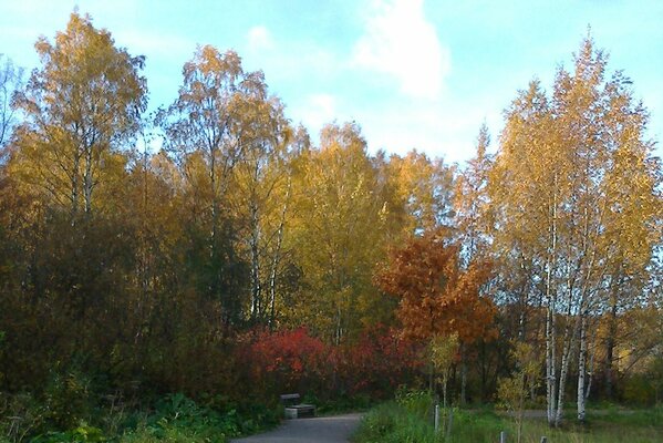 Paysage d automne, beaux arbres