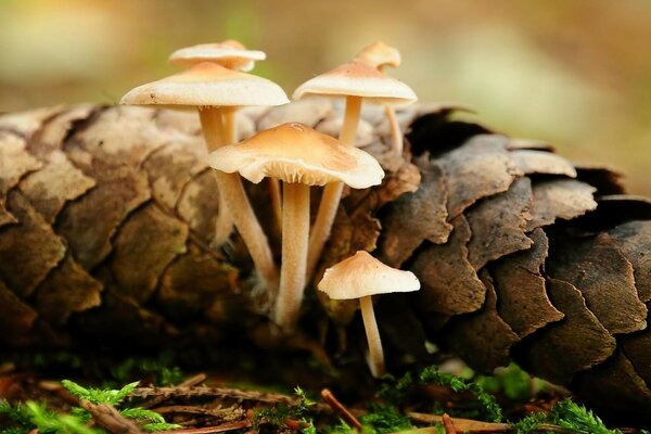 Familia de hongos en el bosque de otoño