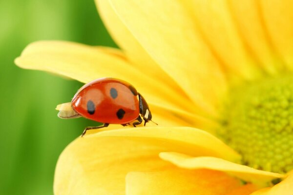 Marienkäfer auf einer gelben Blume