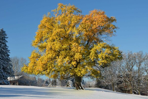 Landschaft mit Schnee und Baum in der Wintersaison