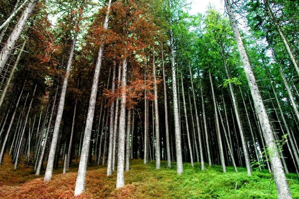 Verano y otoño en los árboles en el bosque