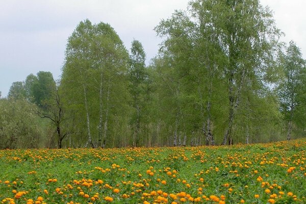 Поле оранжевых цветов у леса