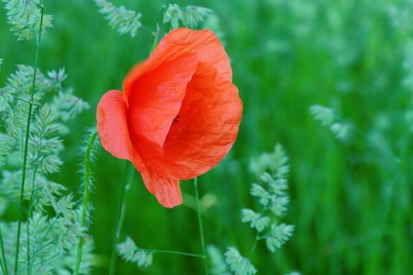 Fiore rosso su sfondo di erba verde