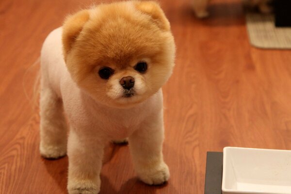 Small fluffy baby dog