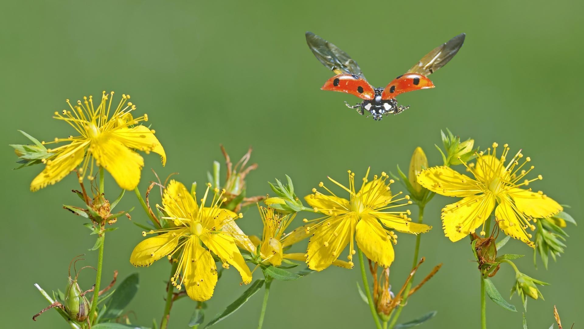 owady natura kwiat na zewnątrz lato flora owad motyl liść dziki zbliżenie żywy ogród