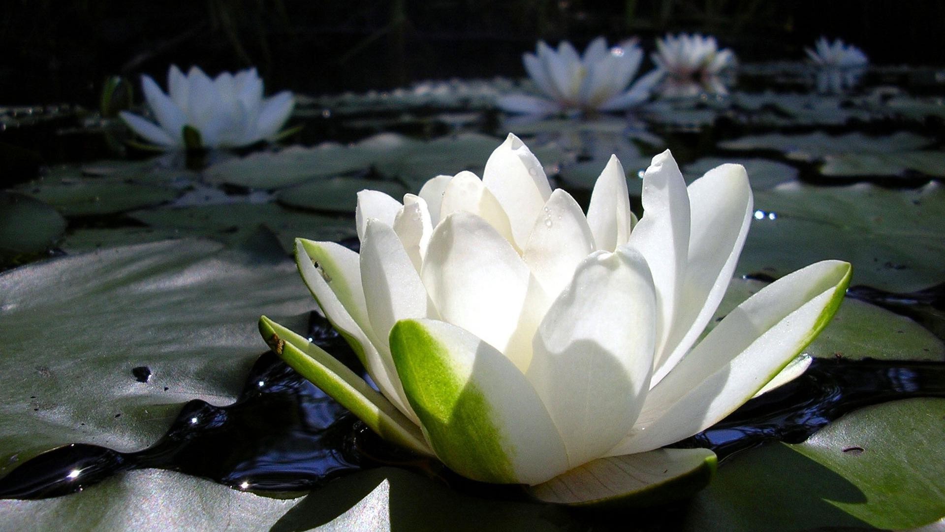 kwiaty w wodzie lotos basen kwiat lily liść natura bluming ogród płatek flora zen lilia wodna pływanie woda medytacja lato park