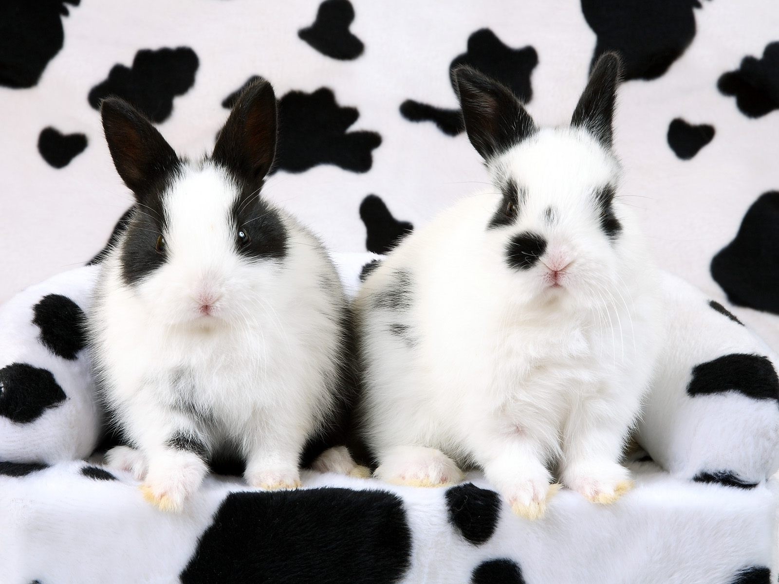 kaninchen kaninchen säugetier niedlich haustier tier porträt hase liebenswert flaumig wenig fell inländische nagetier