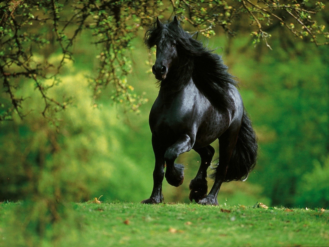 cavallo mammifero animale erba cavalleria fauna selvatica mane mare natura selvaggio all aperto ritratto cavallo